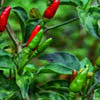Cabe Rawit Obat Sakit Perut