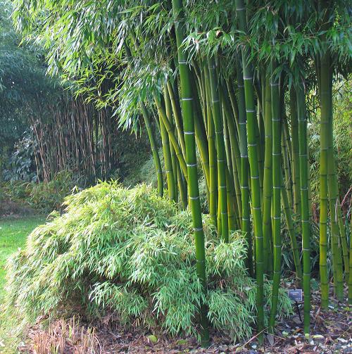 Garden Bamboo Garden