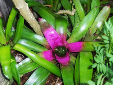 Amazon rainforest flower plants
