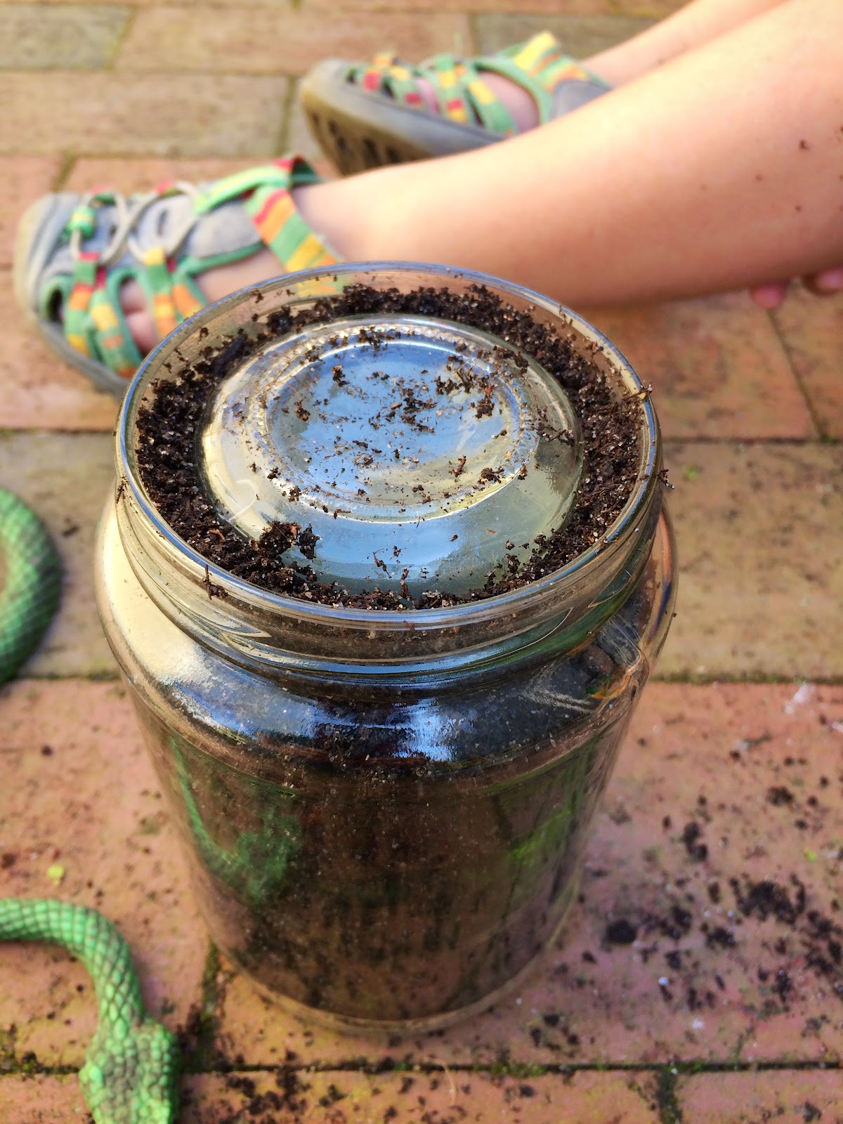 Our Beautifully Messy House DIY Ant Farm