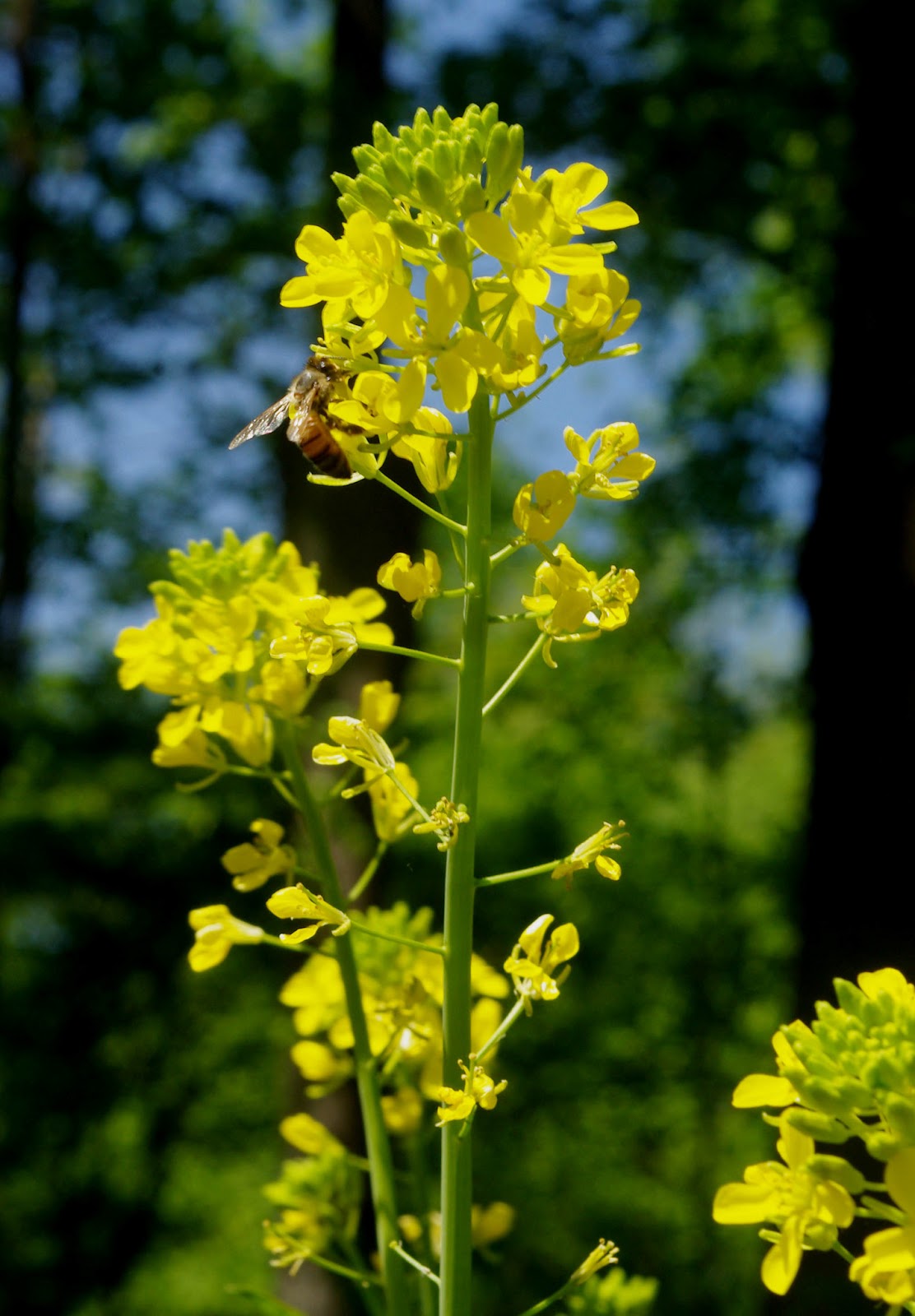 A View From The Cottage A Stroll Around the Garden