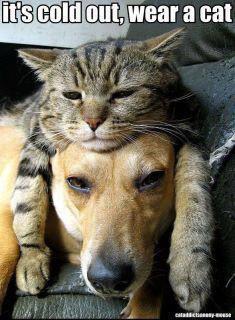 dog+and+cat.jpg