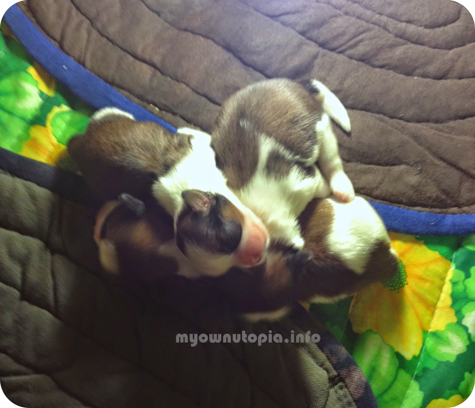 puppies