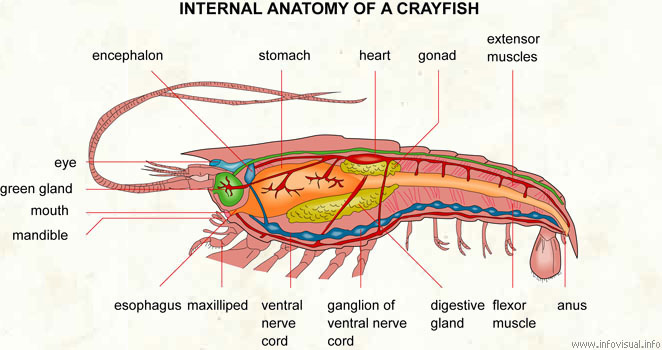 shrimp heart