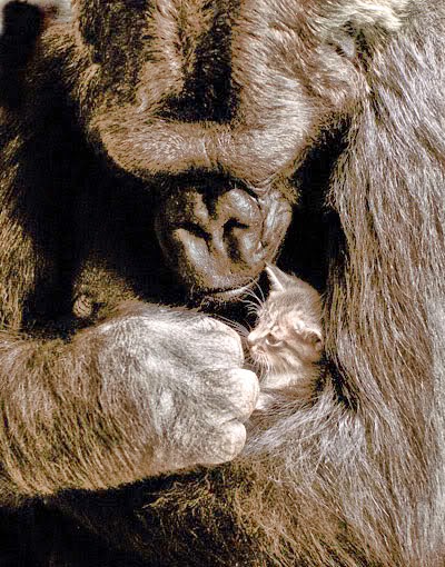 Mad About Manx: The Tale of The Big Monkey and The Manx