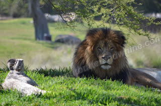 Safari Park Lion