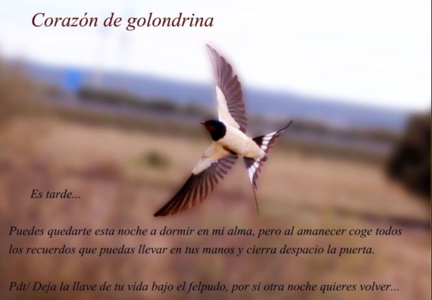 Corazón de golondrina