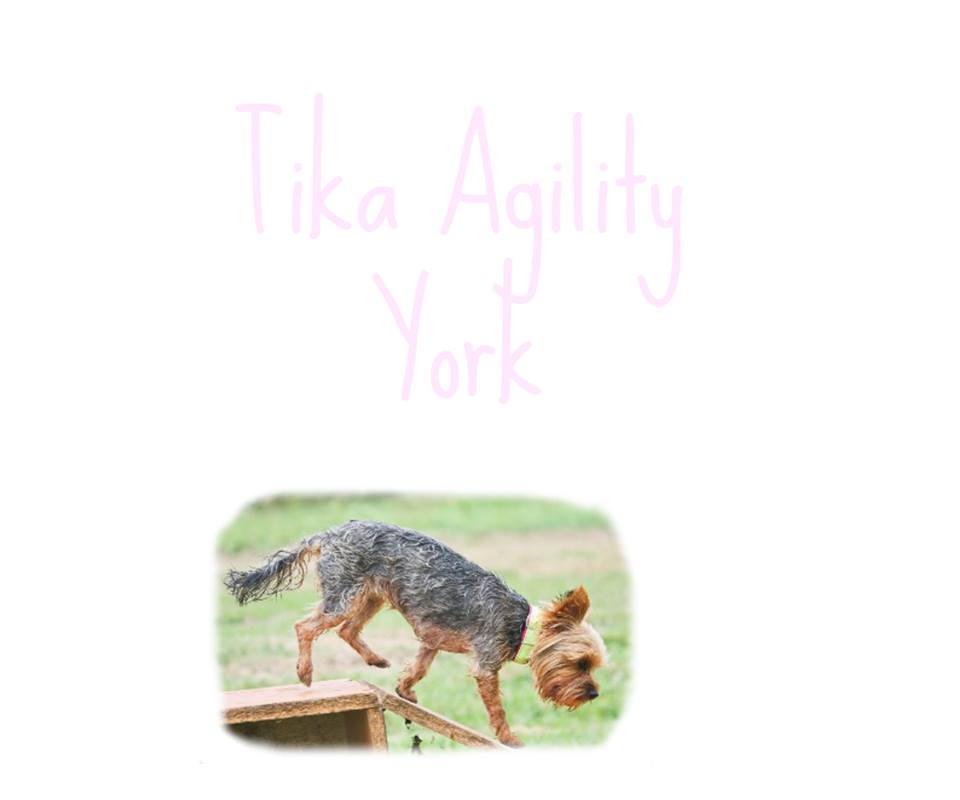 Tika - Agility York