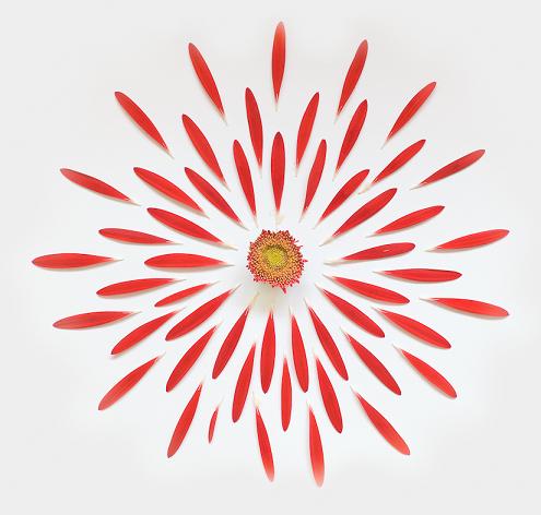 Fong Qi Wei flores explodidas explosão floral fotografia