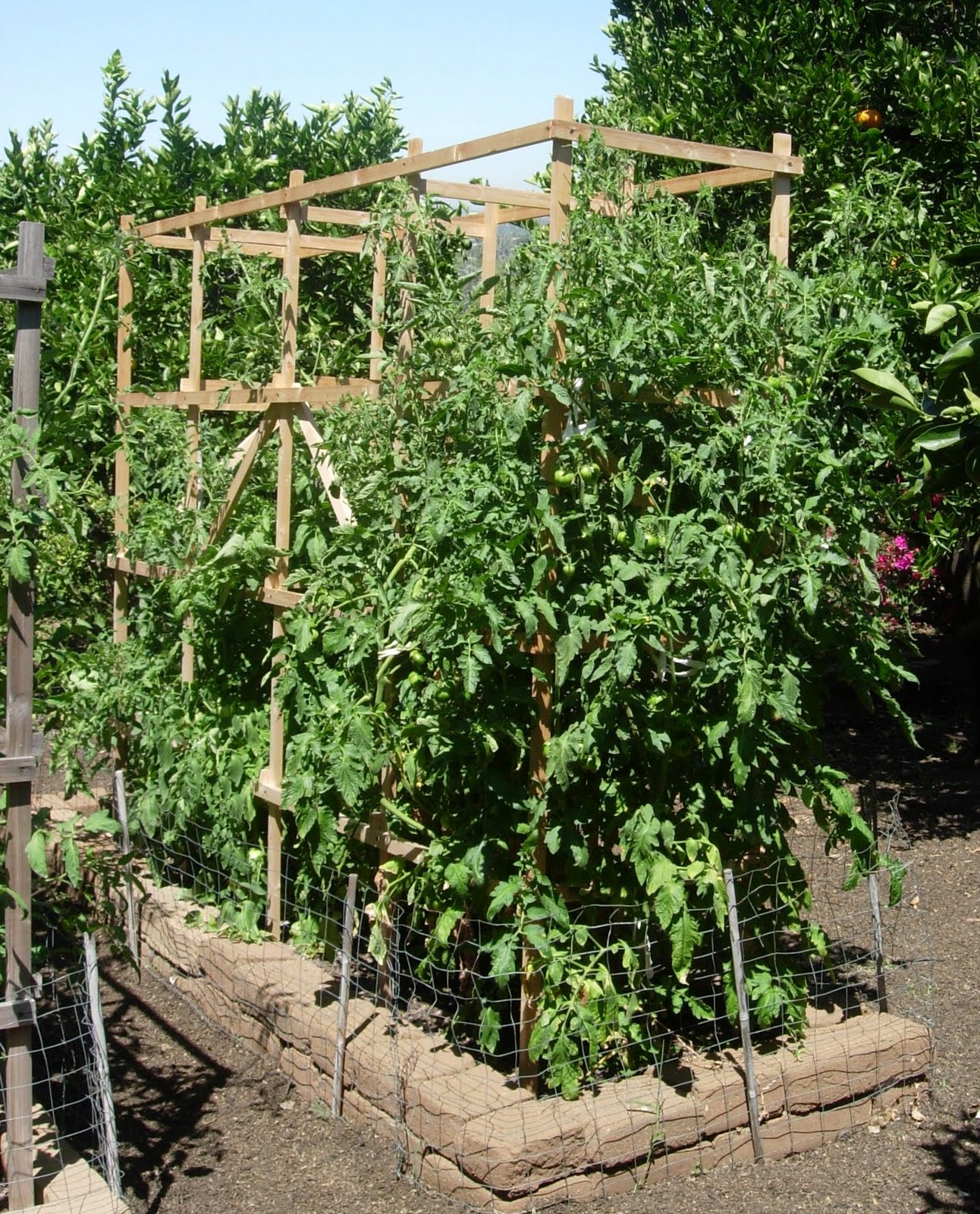 tomato bed