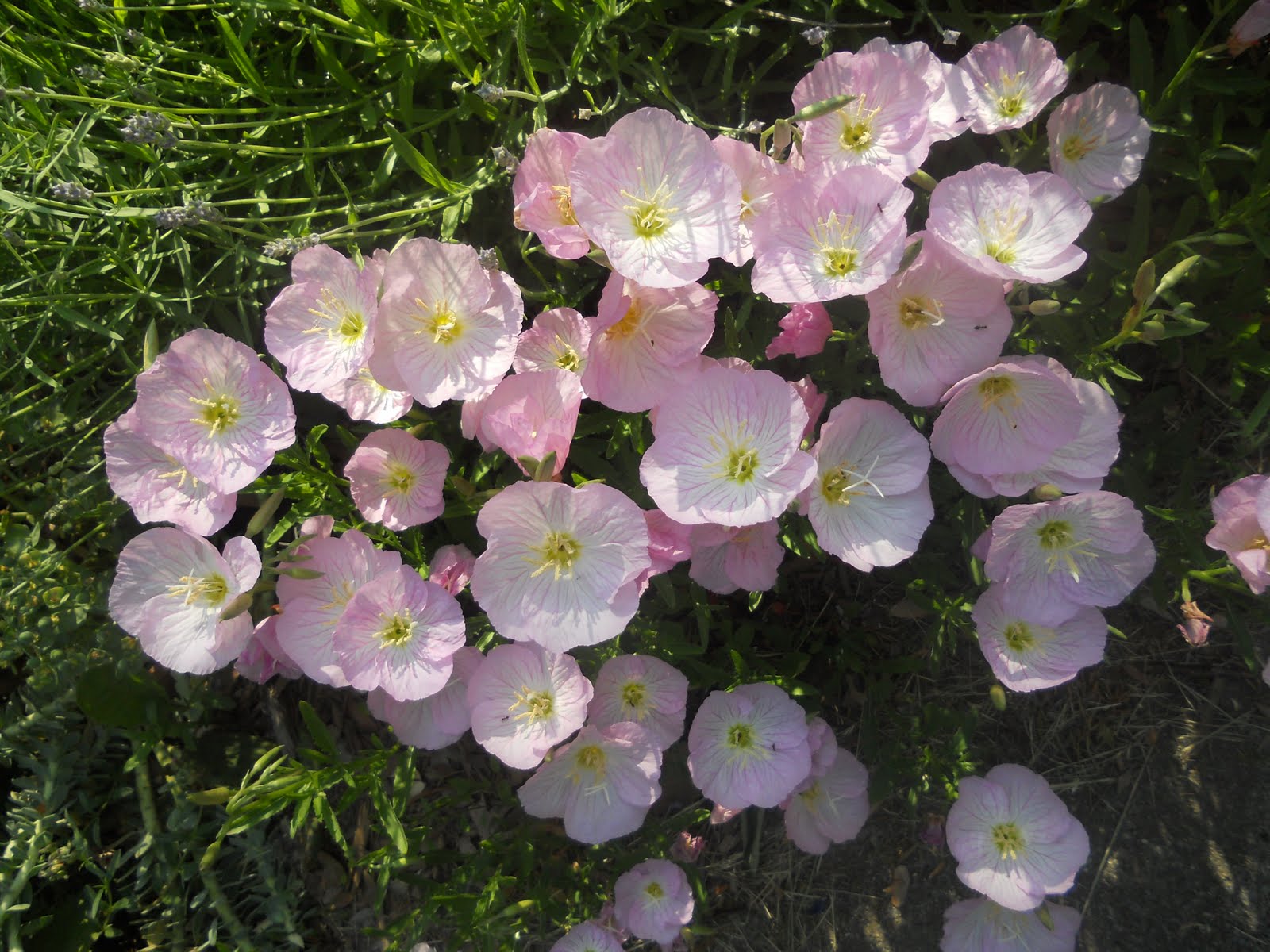 Pink Primrose