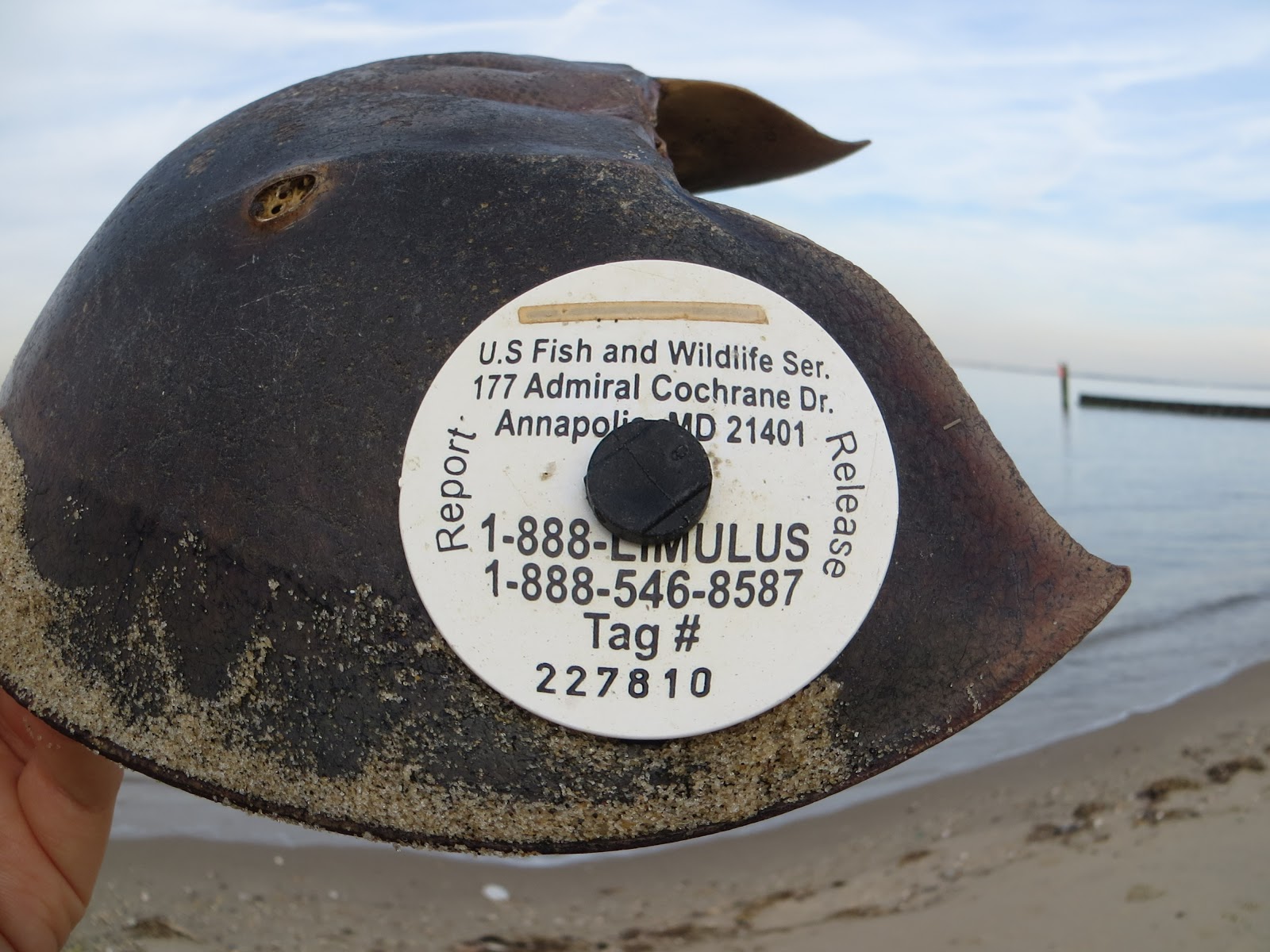 Nature on the Edge of New York City Horseshoe Crab Found in NJ with a