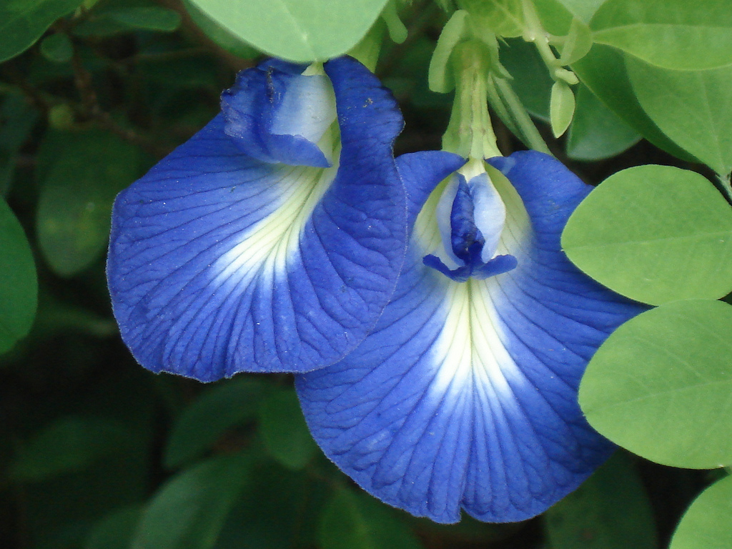 FunSeeds Butterfly Pea Vine