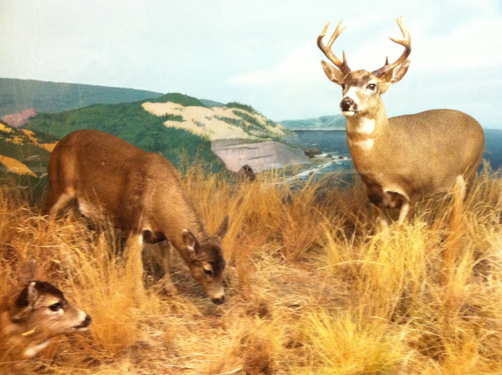 Wildlife and Outdoor Adventures: International Wildlife Museum (Tucson, AZ)
