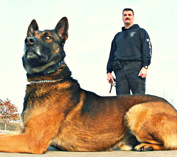 berger belge malinois - chien de garde berger belge malinois - chien de garde