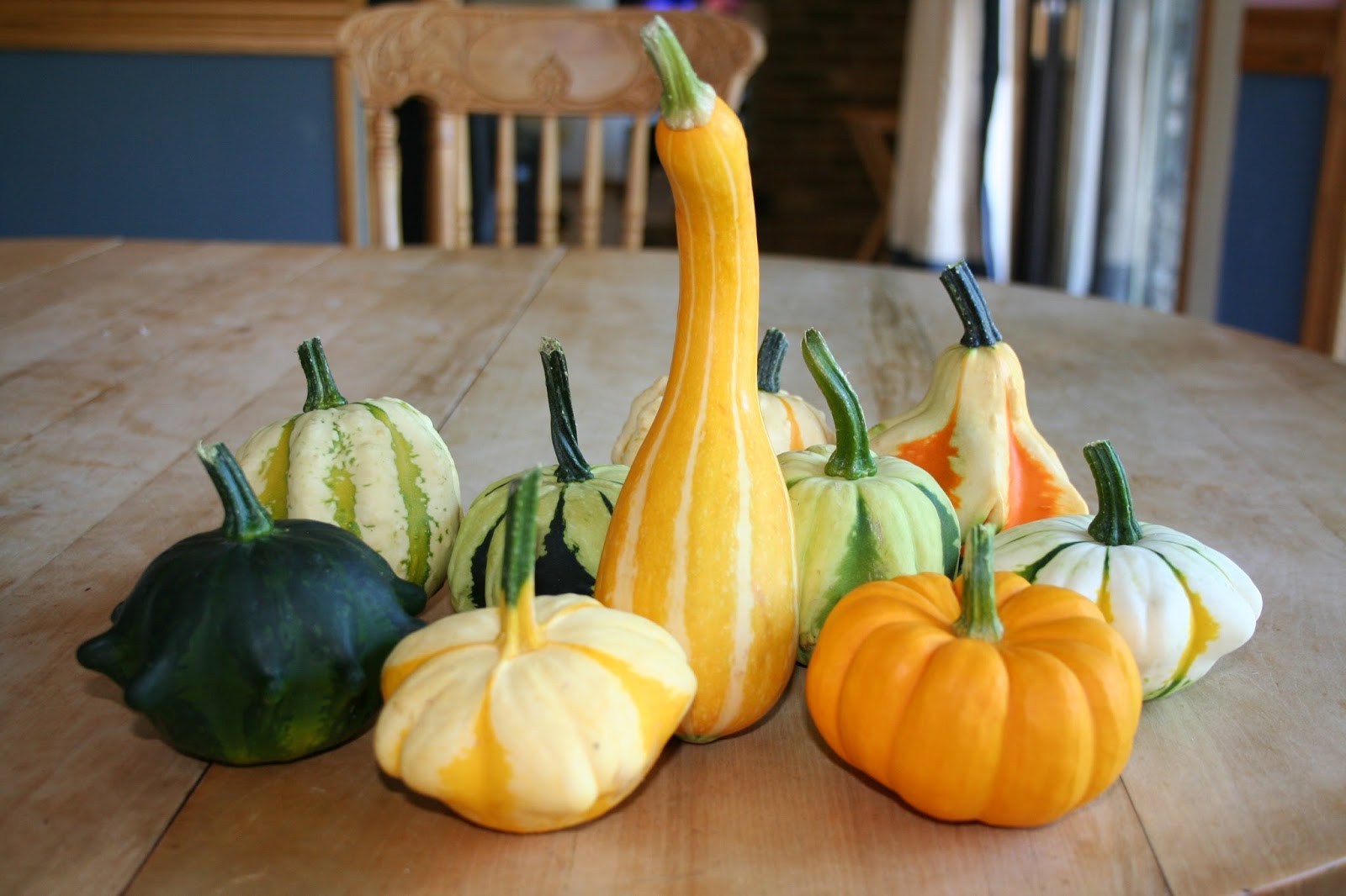 Tammy's Craft Emporium Ornamental Gourds So colourful.