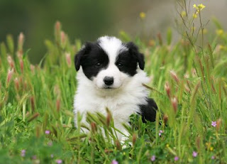 border-collie-pets-dog border collie pets dog breed puppy animal wallpapaer