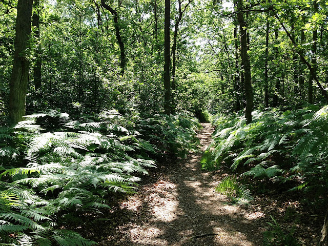 Beacon Wood Country Park, 23 July 2013. Beacon Wood Country Park, 23 July 2013.