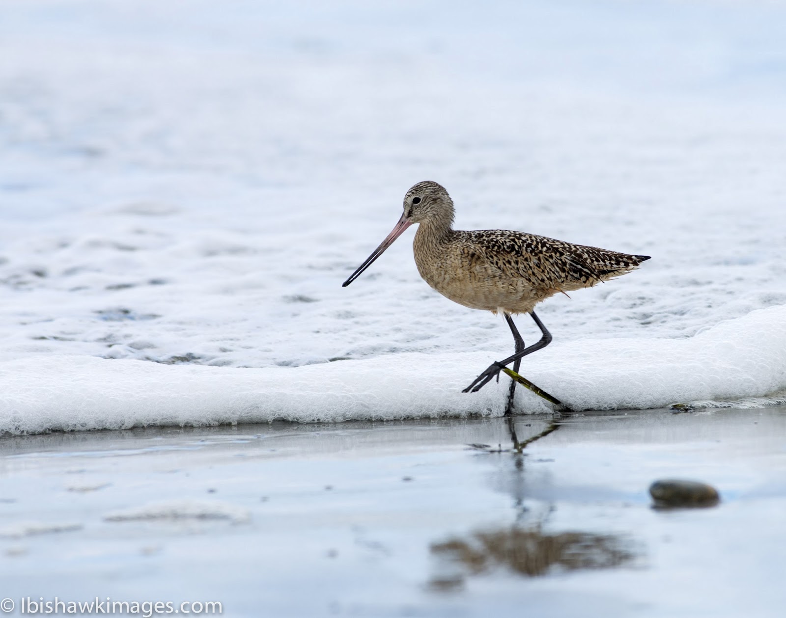 California Shore Birds
