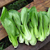 Health Benefits of Bok Choy or Chinese Cabbage