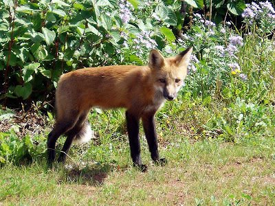 This red fox came out to greet us while we biking down the trail.
