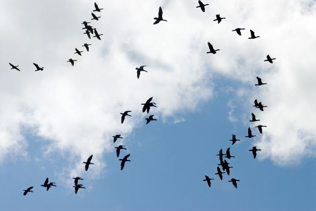 wild birds unlimited 5 awesome facts about bird migration wild birds unlimited 5 awesome facts about bird migration