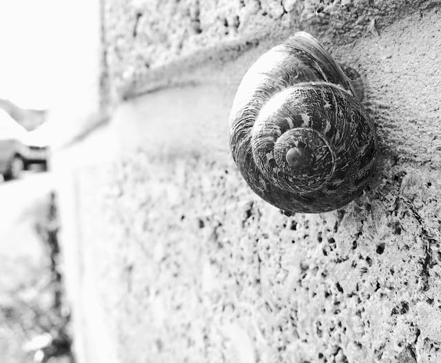 Black and white picture of a snail on a breeze block wall.