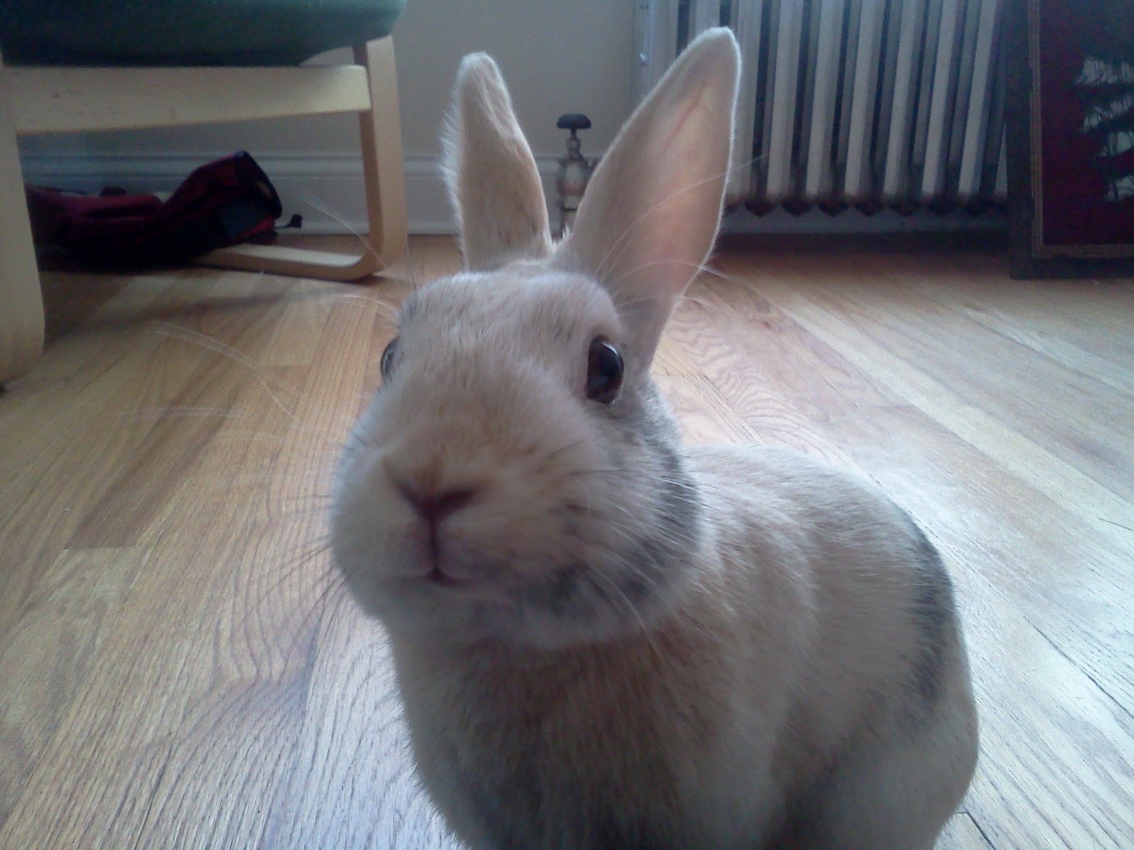 http://4.bp.blogspot.com/-TeyjDRfpc9I/Tn_EWJSnXjI/AAAAAAAAELs/3V2Vgu-Az2o/s1600/IMG514.jpg