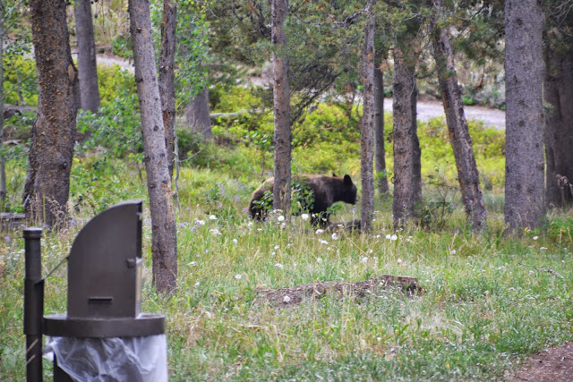 black bear at calder bay