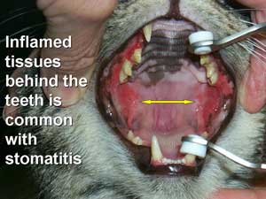 Best Food For Cats With Stomatitis Best Food For Cats With Stomatitis