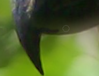 Tutorial GIMP- cara membuat background foto menjadi blur Tutorial GIMP- cara membuat background foto menjadi blur