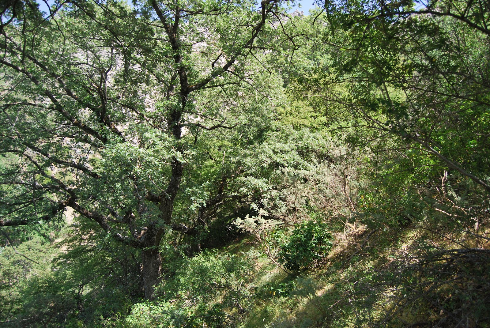 Valle de Nubra: Vegetación y Paisaje Vegetal ibéricos