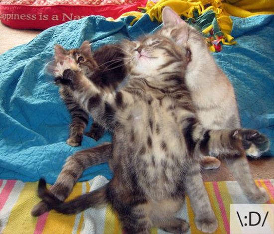 23 Emoticon Lucu Berdasarkan Wajah Kucing 23 Emoticon Lucu Berdasarkan Wajah Kucing