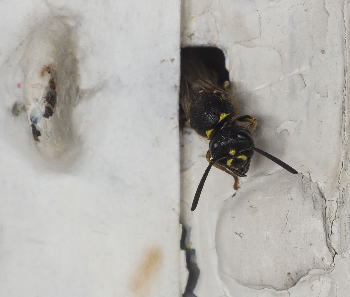 Väggmurargeting. Ancistrocerus parietinus. Nykarleby