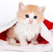 Kucing Yang Cantik