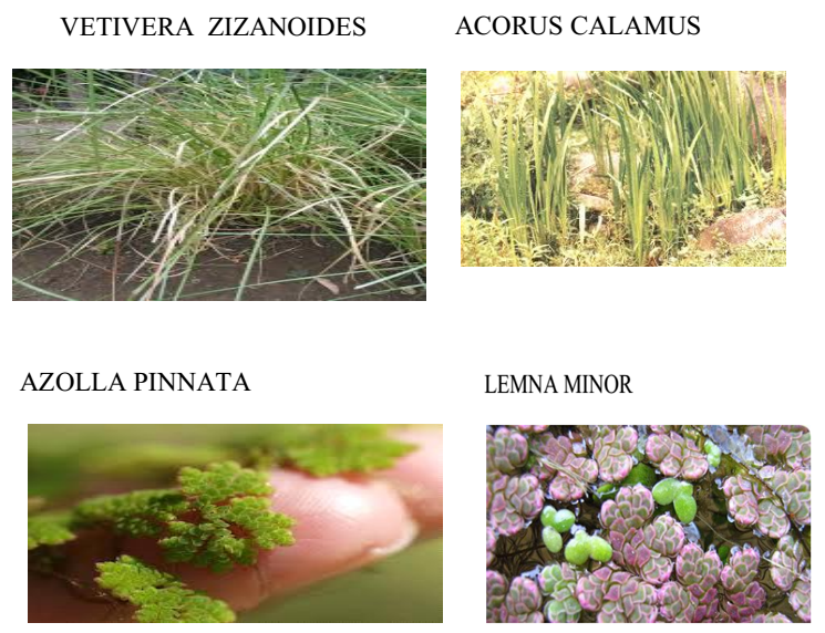 indian botanists ethnobotanical uses of 15 aquatic weeds found in aquatic weeds
