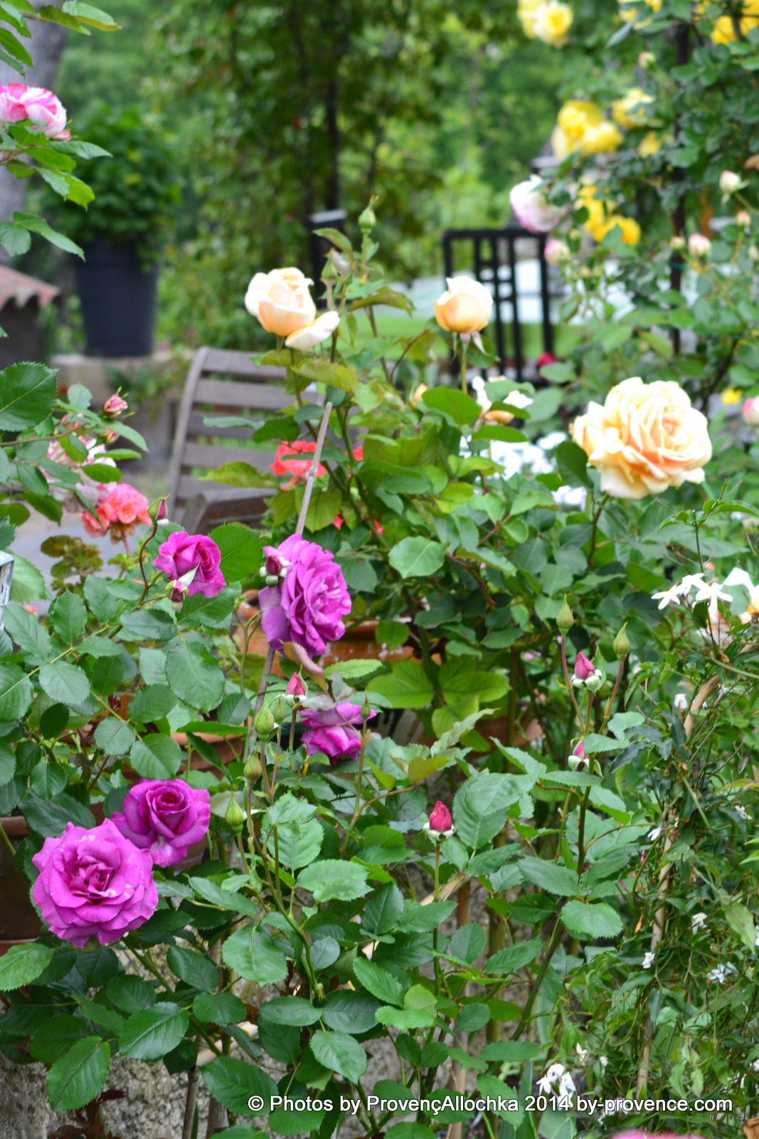 Rose Renne des Violettes patio,Rose ,Renne, des, Violettes