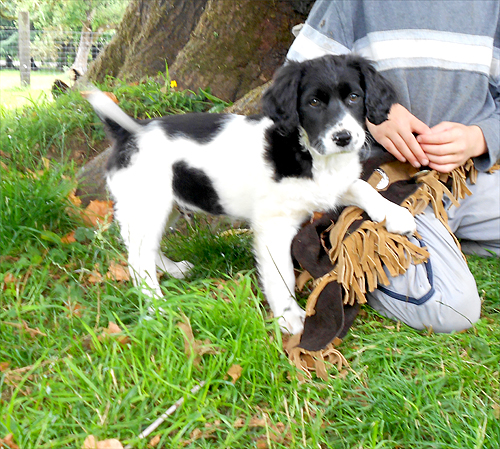 Speagle Puppies for Sale