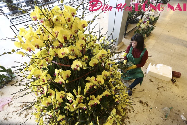 [Image: Hoa-lan-nhap-ngoai-gia-tram-trieu-van-dat-khach-1.jpg]