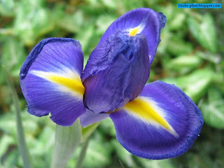 صور زهرة السوسن روعة صور زهرة السوسن روعة