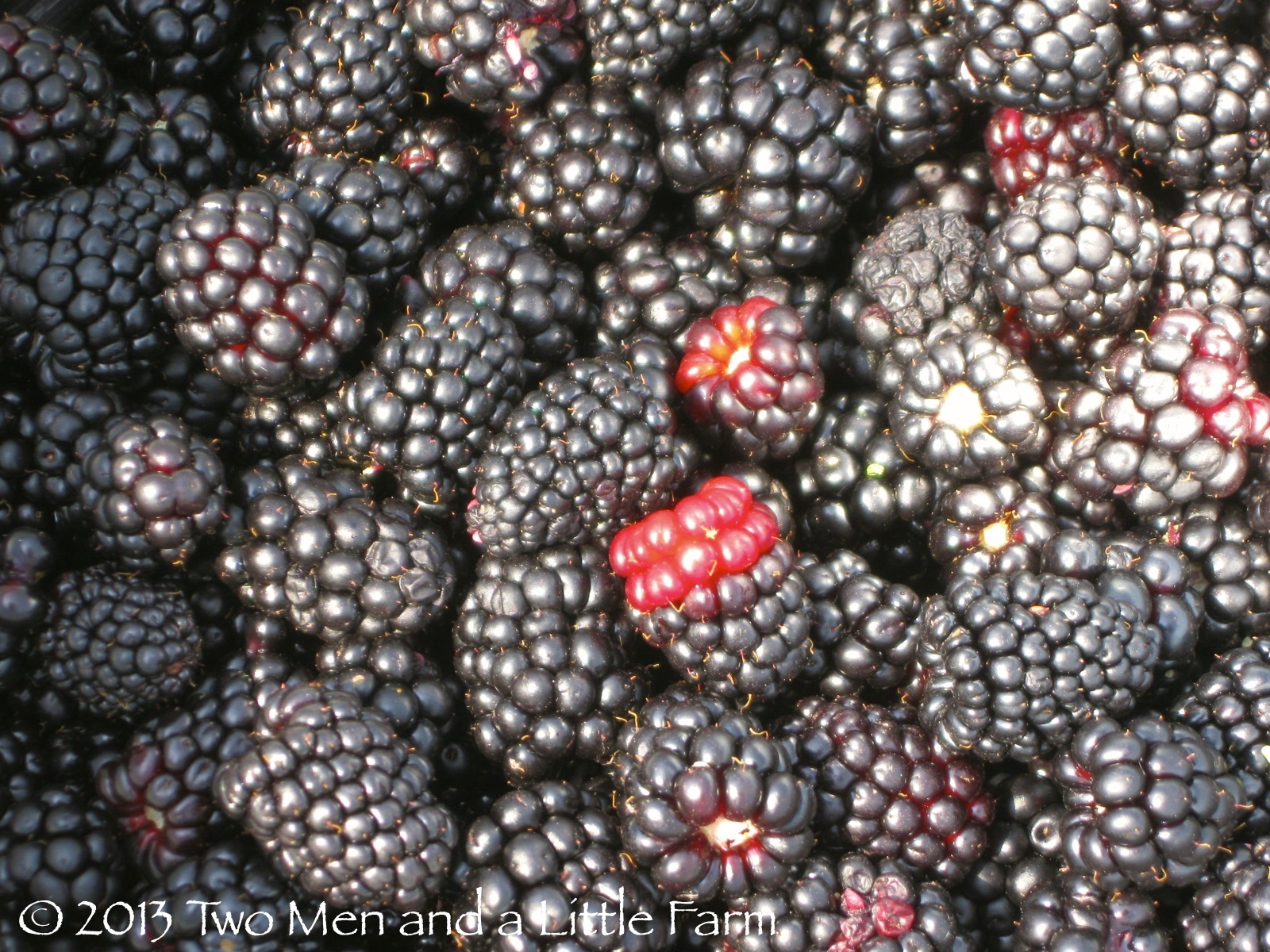 Two Men and a Little Farm DEWBERRY PICKING DONE FOR THE SEASON