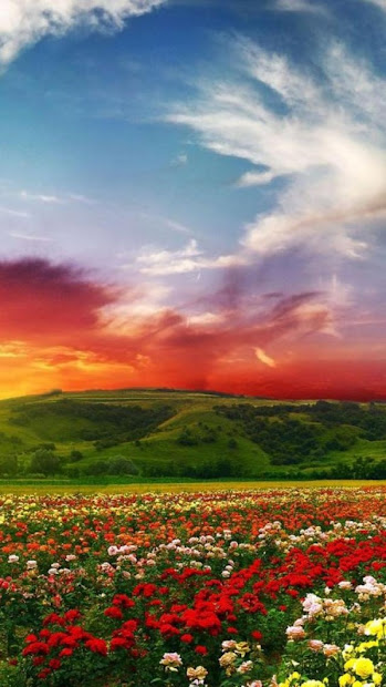 beautiful color landscape and sunset