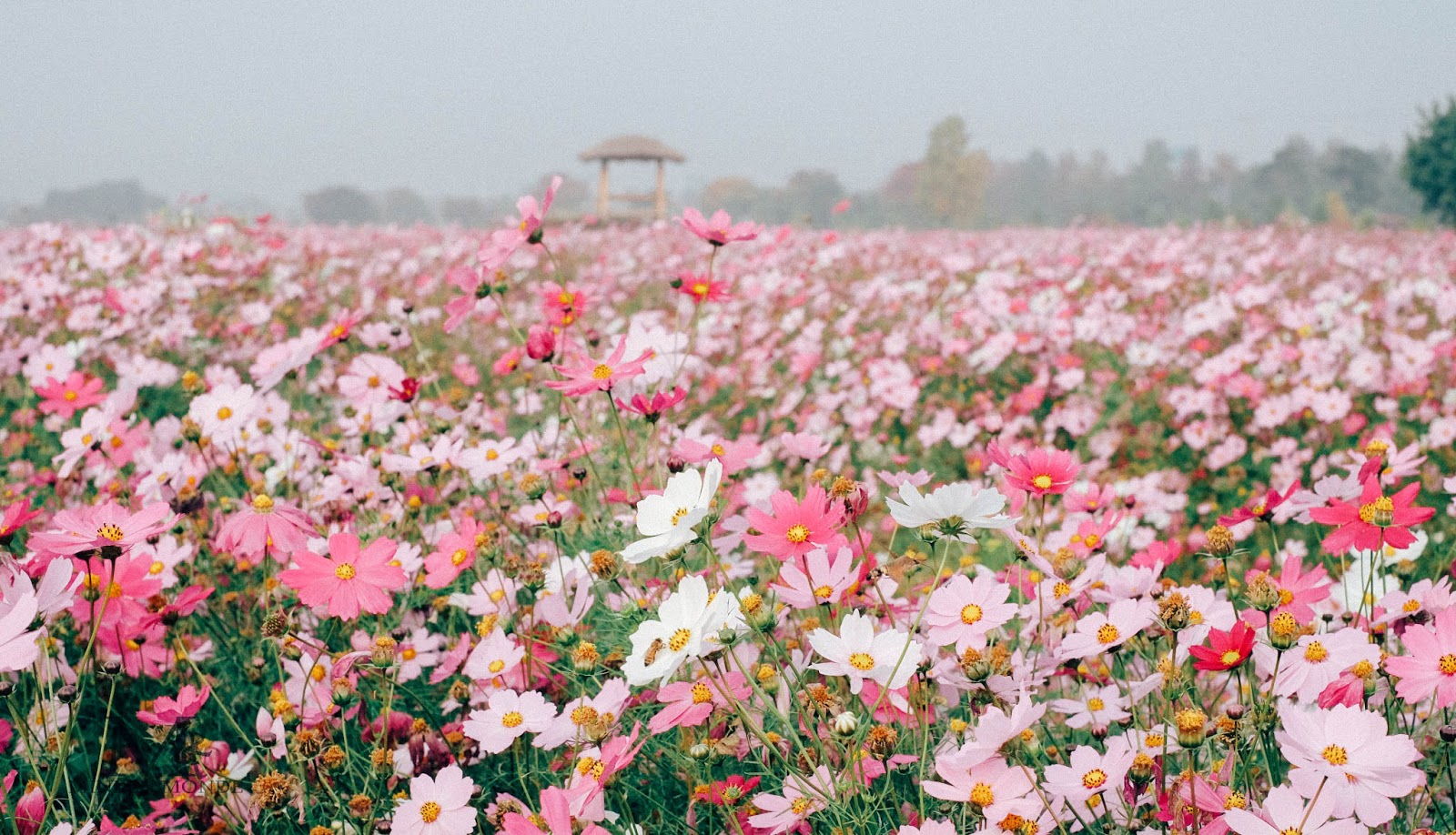guri autumn flower festival 구리한강시민공원 가을 코스모스 축제