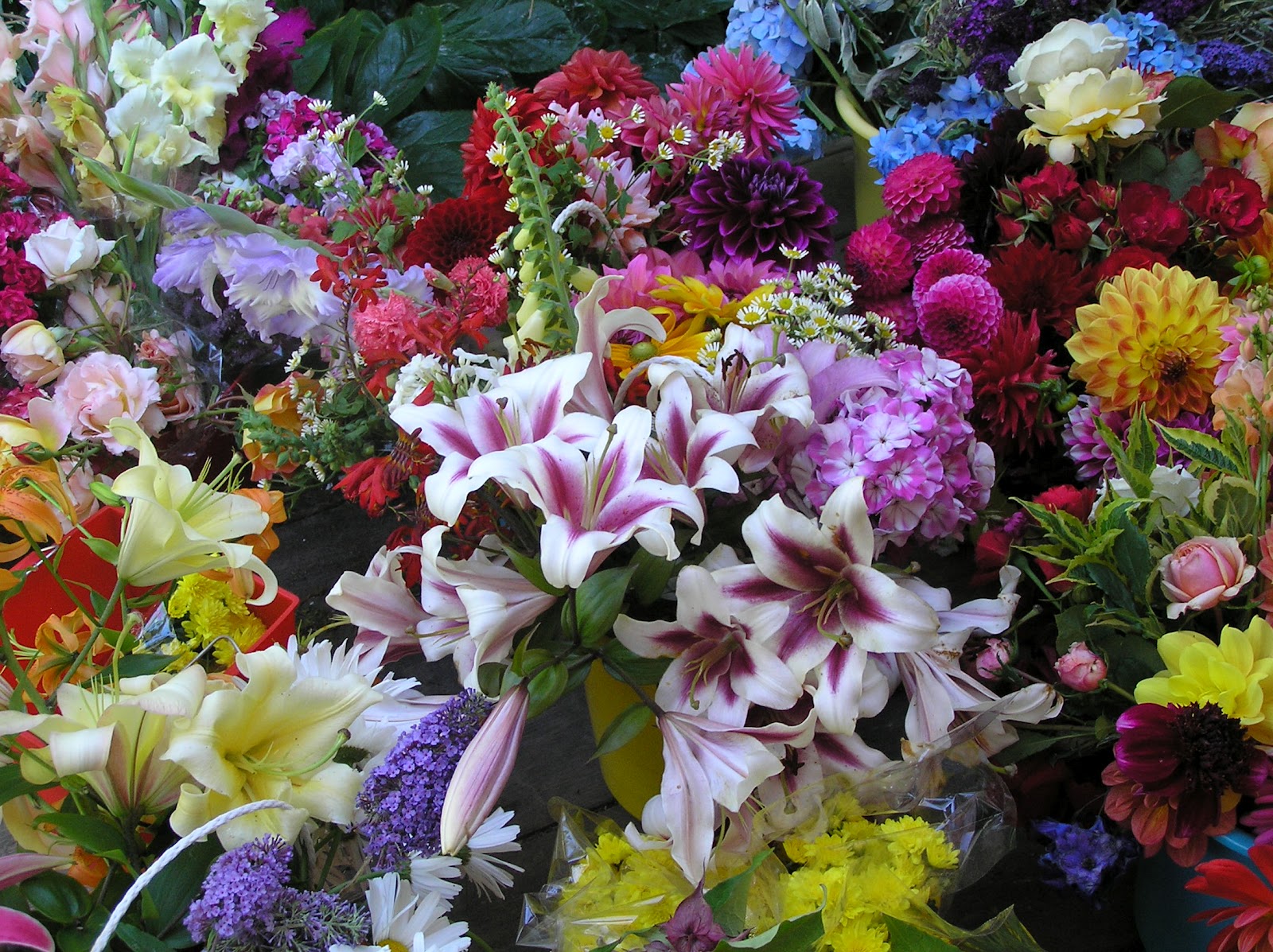 Delinda Mccann Cancer Survivor's Garden The Flowers