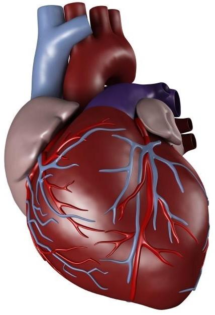 Scientists grow human heart in lab | Readers Lounge