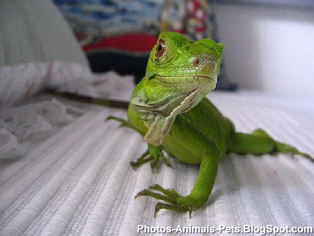 http://4.bp.blogspot.com/-ThjcINEwpnI/TX8CUvmwHmI/AAAAAAAAAIw/WdrQQZi1gE4/s1600/Photo-pet%2B_0002.jpg