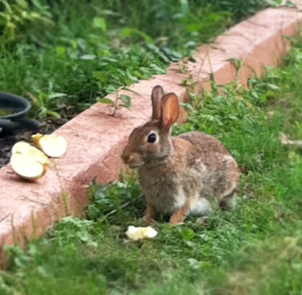 How To Keep Squirrels From The Flower Garden With Cayenne Pepper How To Keep Squirrels From The Flower Garden With Cayenne Pepper