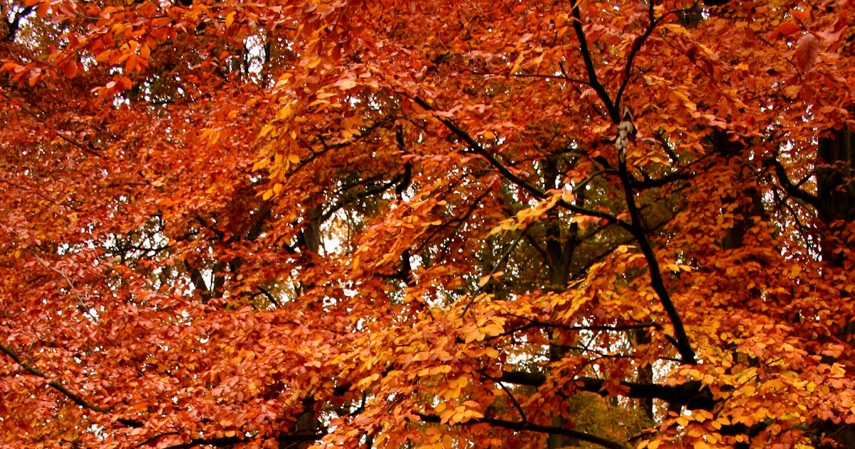 Öarnas Trädgårdsplanering Höstens färger beror på vädret!