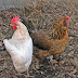 Aprense a como hacer para dibujar una gallina