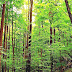 Temperate Deciduous Forest - Deciduous Forest Information
